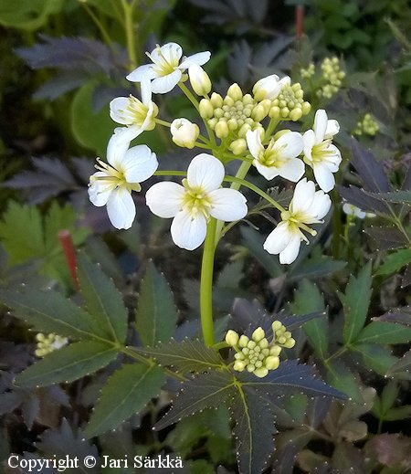 Cardamine macrophylla litukka